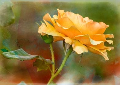 yellow rose in the garden