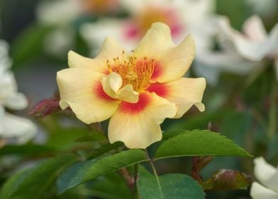 yellow rose in the garden