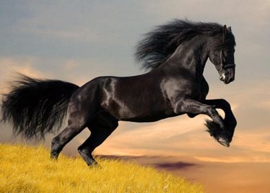 Wild Horse