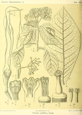 Pisonia cauliflora