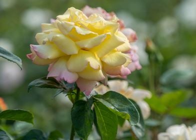 yellow rose in the garden