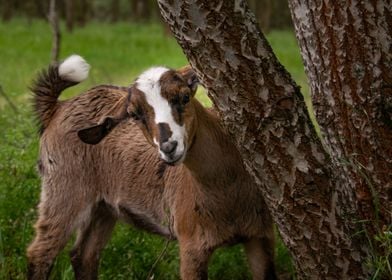 Curious Goat