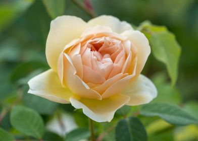 yellow rose in the garden