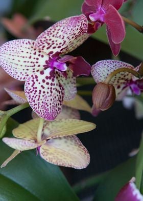 white orchid in bloom in t