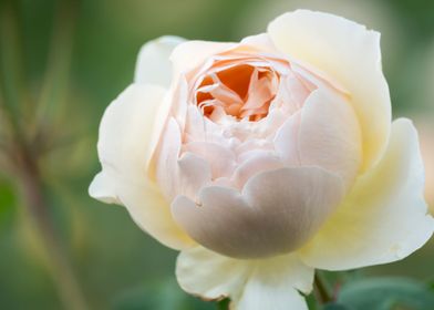 yellow rose in the garden