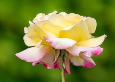 yellow rose in the garden