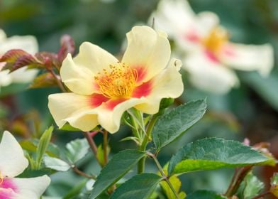 yellow rose in the garden