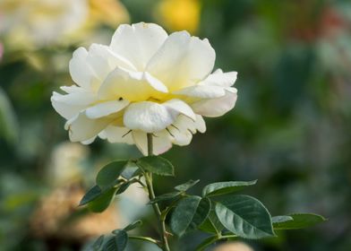 yellow rose in the garden