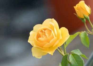 yellow rose in the garden