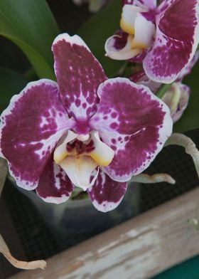 white orchid in bloom in t