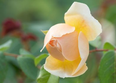 yellow rose in the garden