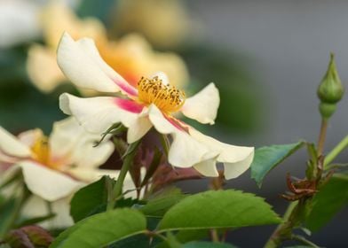 yellow rose in the garden