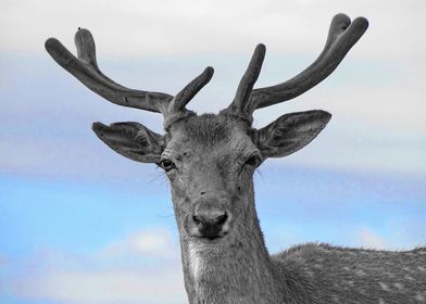 Fallow Deer Portrait ck525
