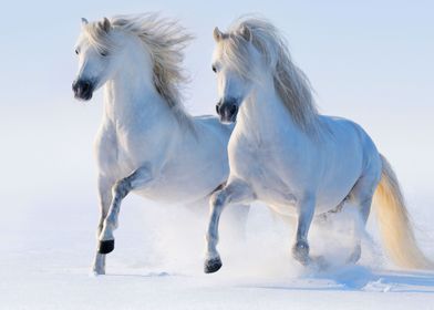 Wild Horses