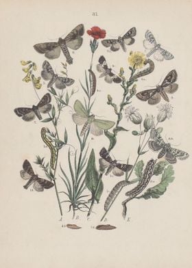 Butterfly Vintage 