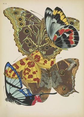 Butterfly Vintage 