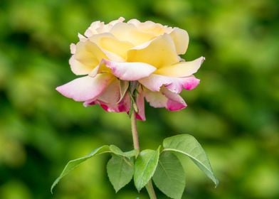 yellow rose in the garden