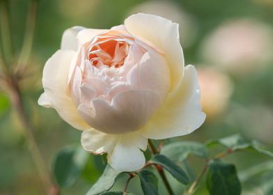 yellow rose in the garden