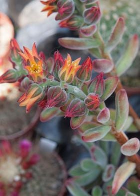 succulent plant in bloom i