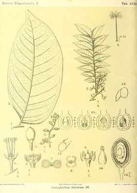 Ganophyllum falcatum