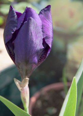 flower in the garden