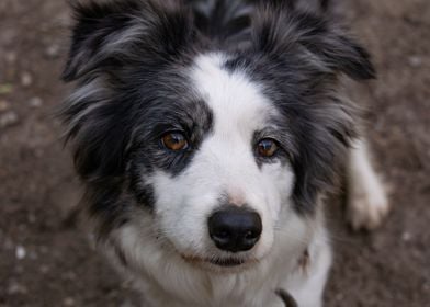 Border collie