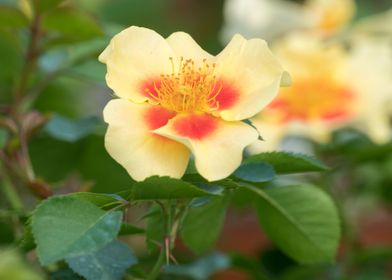 yellow rose in the garden