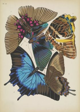 Butterfly Vintage 