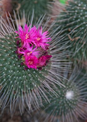 succulent plant in bloom i