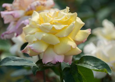 yellow rose in the garden