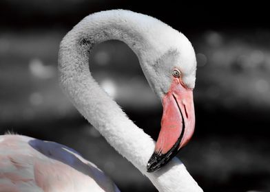 Flamingo Portrait ck 