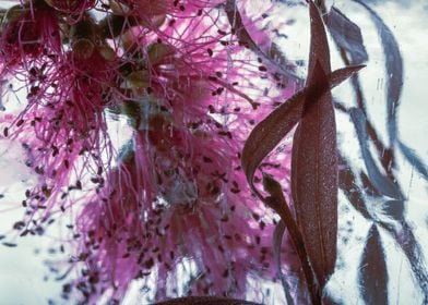 Callistemon in ice 1