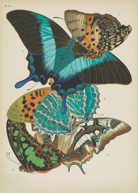 Butterfly Vintage 