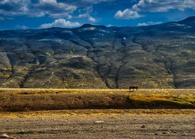 Horses are waiting