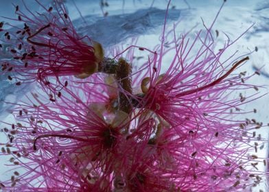 Callistemon in ice 3