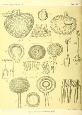 Gymnartocarpus venenosa