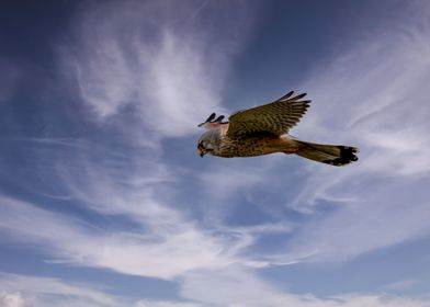 Kestrel in flight