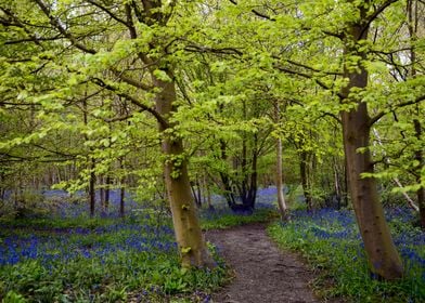 Forest in Spring Time