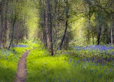 Dreamy Forest