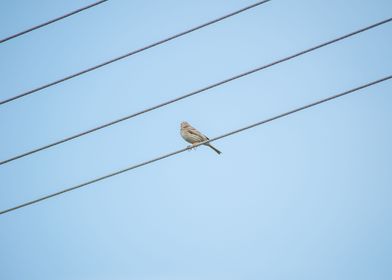 sparrow on the lines