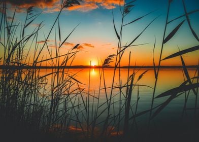 sunset plant water orange