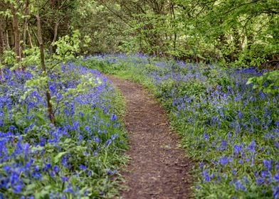 Blue Bells Path