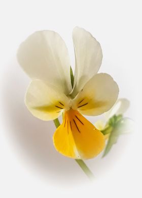 Wild pansy