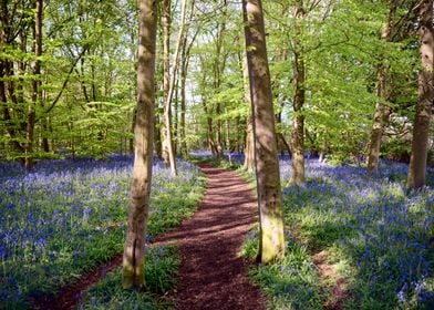 Gathe of Bluebells