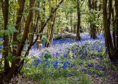 Forest in Spring