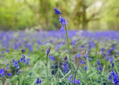 Bluebells