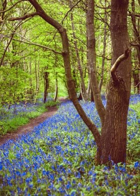 Spring Forest