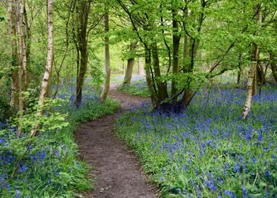 Bluebells