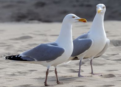 A day at the beach