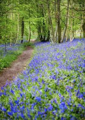 The Path of Blue Bells